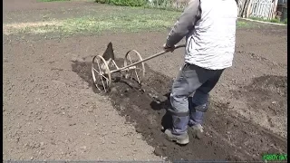 As before, we planted potatoes ...