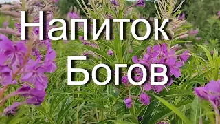 ИВАН ЧАЙ НАПИТОК БОГОВ. Просто, быстро, вкусно, полезно. Обычные рецепты приготовления.