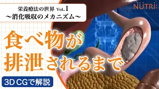 栄養療法の世界Vol.1　消化吸収のメカニズム〈3D CG解説〉－食べ物が排泄されるまで－