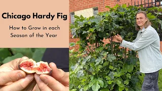 Chicago HARDY FIG - How to Grow & Care For in Spring, Summer & Winter