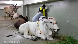 Big bull Qurbani in Dhaka Bangladesh. The biggest qurbani cows of GRAMSICO, DHAKA BANGLADESH.