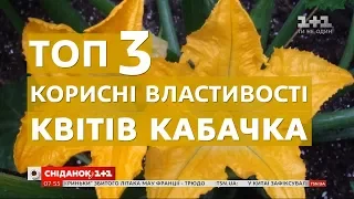 Для імунітету, зору та очищення організму: корисні властивості квітів кабачка