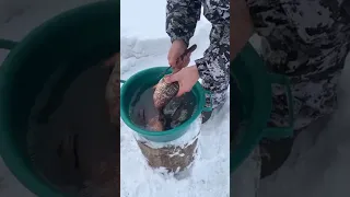 I love fish🐟 tea☕️ (archive)/ Я люблю рыбный🐟 чай☕️ (архив) YAKUTIA