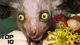 Top 10 Scary Diseases That Came From Animals