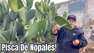 Piscando Nopales En El Campo Para Hacer Un Guiso Delicioso!