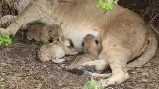 Tiny newborn lion cubs, Serengeti - African Family Safaris