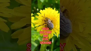 WILD SOLITARY BEE, Andrena, Kyiv, Ukraine. Дика Земляна Бджола Андрена, Київ Україна 19.05.2024.