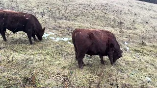 Greg explains why watching animals graze during winter is the best!