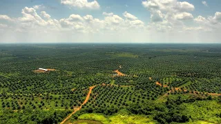 Grüne Wüste | Green Desert - German version