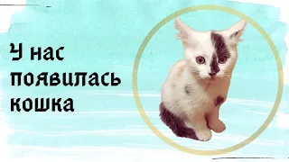 Взяли котенка / Это кошечка / Ее возраст / Как назвали кошку