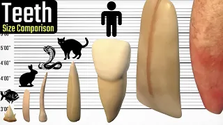 Teeth Size Comparison. Who Has the Biggest Teeth on the Planet? You will be surprised!