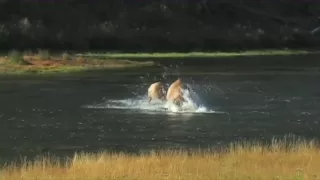 Elk Fighting in River - Yellowstone National Park