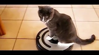 Cats Who Ride Roombas! (A Compilation)