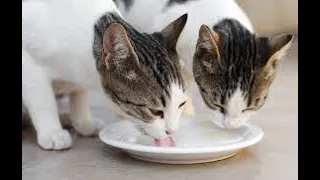 Cats Enjoying A Delicious Meal of Milk