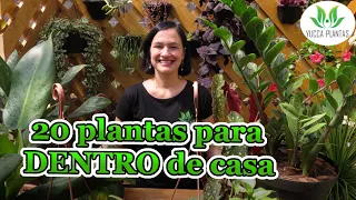 20 plantas para você ter DENTRO de casa!