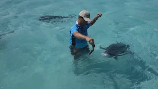 Hand Feeding Monster 100lb Giant Trevally GTs in the Cook Islands - IFISH