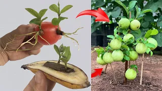 Summary of how to propagate guava trees using tomatoes, bananas, aloe vera and using coca water