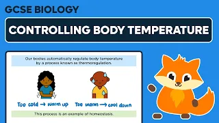 Controlling Body Temperature - GCSE Biology