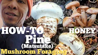 Pine Mushroom Foraging| *After The Weekend Rush* Episode 1 PT.3