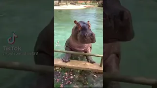 A hippopotamus jumps into a pool ! - Un hippopotame saute dans une piscine !