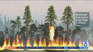 Decades of fire suppression pose new threat for California's Sequoias