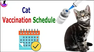 Cat Vaccination Schedule (in Hindi)