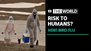 Bird flu detected in person exposed to dairy cattle in the US | The World