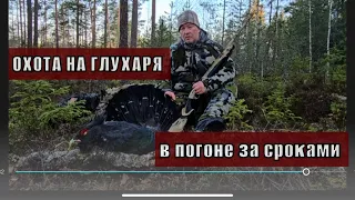 ОХОТА НА ГЛУХАРЯ / в погоне за сроками