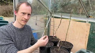 Starting Hawthorn Bonsai using Seedlings