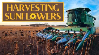How to Harvest Sunflowers
