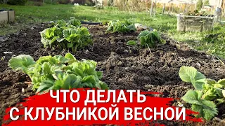 Что делать с клубникой весной