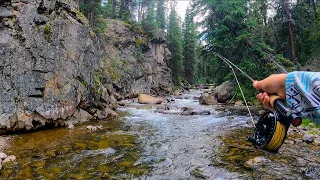 TROUT FISHING HEAVEN || 5 species in 1 creek! (Fly Fishing)