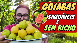 ✅ GOIABA SEM BICHO, sem mosca da fruta |  Bicho da goiaba