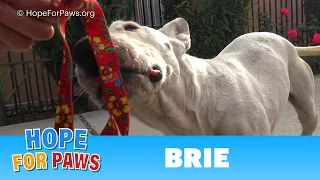 A microchip revealed that a Bull Terrier traveled 300 miles, but no one knows how! #pitbull
