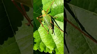 Grashüpfer Laubholz-Säbelschrecke (Barbitistes serricauda) Laubheuschrecke Heuschrecke