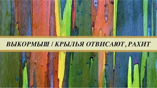 Болезни птенцов попугаев жако. Признаки инфекции и рахита у выкормышей. Что будет если не лечить.