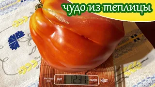 Продолжаю собирать в теплице очень крупные томаты и детерминантные томаты / Минская область