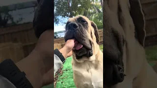 Adorable mastiff playing