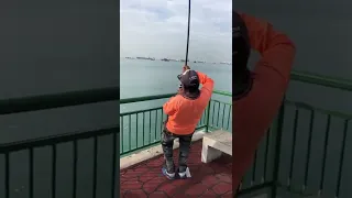 Bedok Jetty, Huge Eagle Ray, Catch and Release