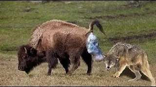 Mother Bison Protect Her Newborn From Wolf Hunting   Bison Giving Birth