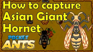 How to capture Asian Giant Hornet - Pocket Ants - Smart Daddy