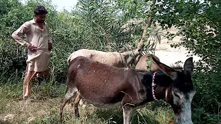 amazing man with his donkey and boy full video and beautiful video part 7// donkey first time2024