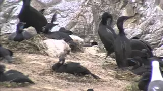 Cormorants Nesting