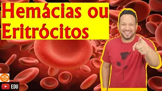 Hemácias ou Eritrócitos ou Glóbulos Vermelhos - Célula do Sangue - Tecido Sanguíneo