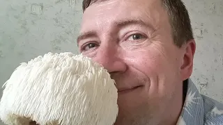 Ежевик гребенчатый вырос! Урожай грибов в квартире!