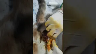 Стерилизация кошки, боковой надрез