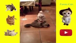 Funny cats - Funny Cats Vine Compilation 2016 part 2