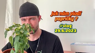 Jak nám rostou papričky ? / #vlog #czech #chilli #cz #2023 #