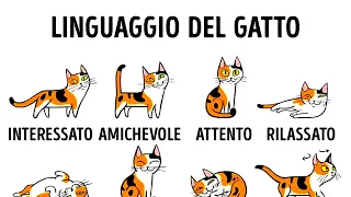 Come Capire Meglio il Tuo Gatto