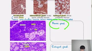 [Free for all] - Histology part 2 (GI)
